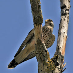 Turmfalke