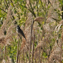 Rohrammer ♂