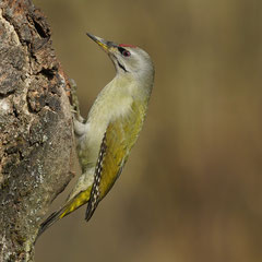 Grauspecht ♂