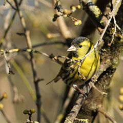 Erlenzeisig ♂