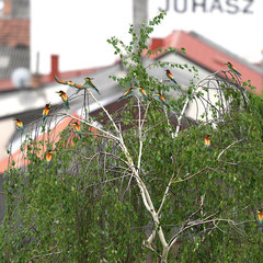 Hunderte Bienenfresser mitten in der Ortschaft