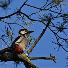 Buntspecht ♂