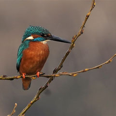 Eisvogel ♂