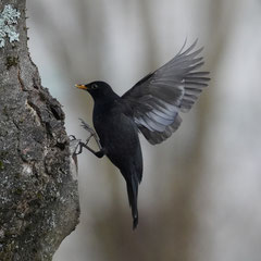 Amsel