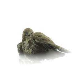 Bussard