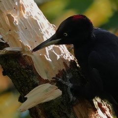 Schwarzspecht♀