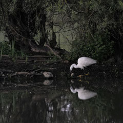 Seidenreiher