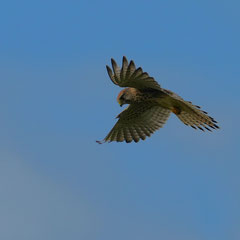 Turmfalke ♀