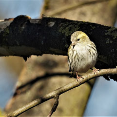 Erlenzeisig ♀