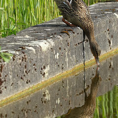 Stockente