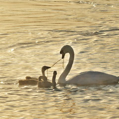 Schwanenfamilie