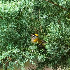 Sommergoldhähnchen