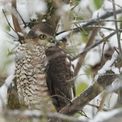 Sperger im Vogelfutterbaum