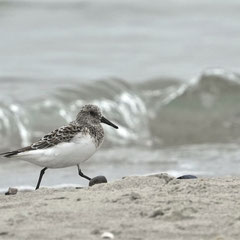 Sanderling