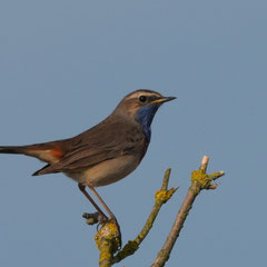 Blaukehlchen