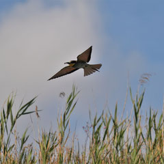 Bienenfresser