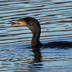 Kormoran