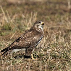 Bussard