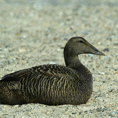 Eiderente ♀