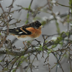 Bergfink ♂