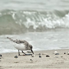 Sanderling