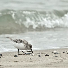 Sanderling