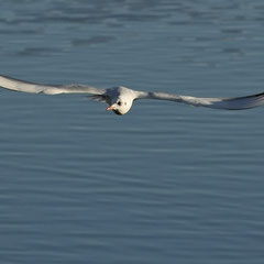 Möwe