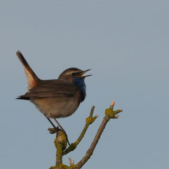 Blaukehlchen
