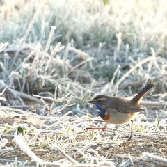 Blaukehlchen