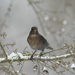 Amsel ♀