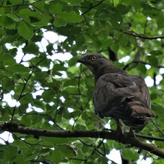 Wespenbussard