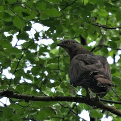 Wespenbussard