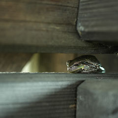 Laubfrosch