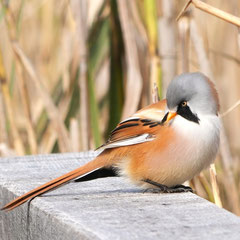 Bartmeise ♂