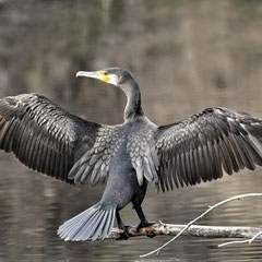 Kormoran
