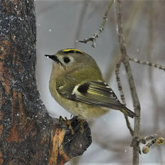 Wintergoldhähnchen