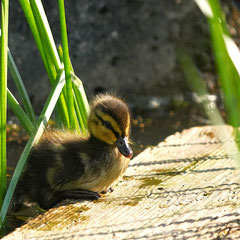 Stockente