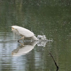 Silberreiher