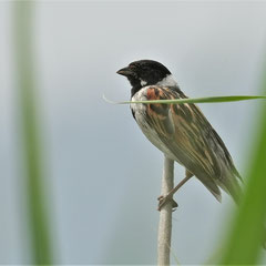 Rohrammer♂