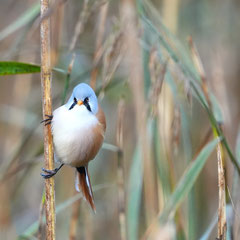 Bartmeise ♂