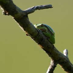 Laubfrosch
