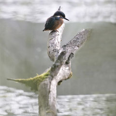 Eisvogel