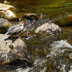 Wasseramsel