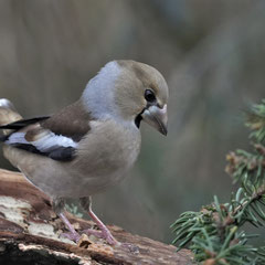 Kernbeißer ♀