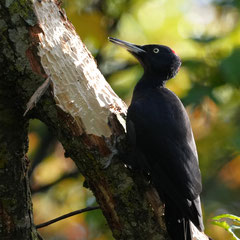 Schwarzspecht♀