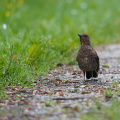 Junge Amsel