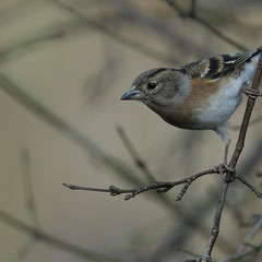 Bergfink ♂