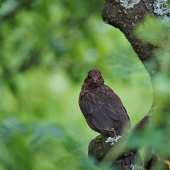 Junge Amsel