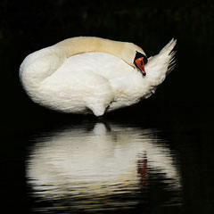 Schwan
