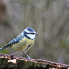 Blaumeise